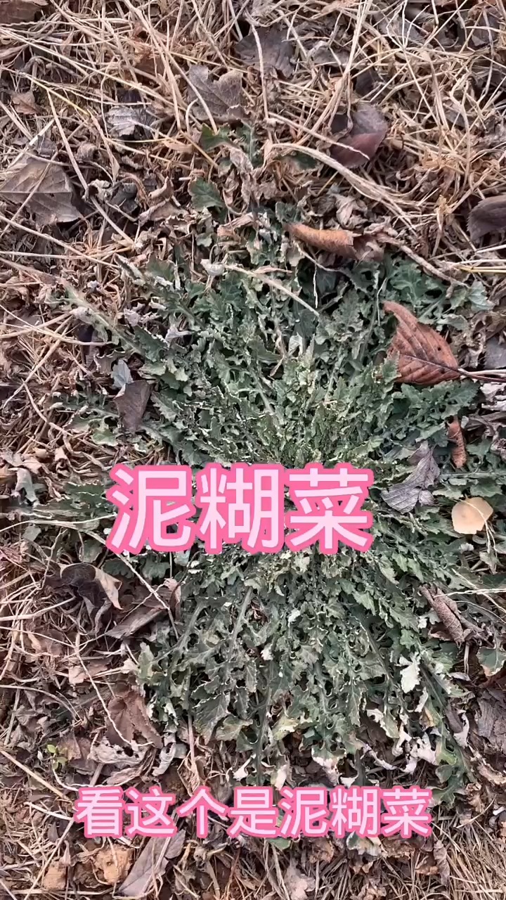 可以吃的泥糊菜,你们都怎么吃?