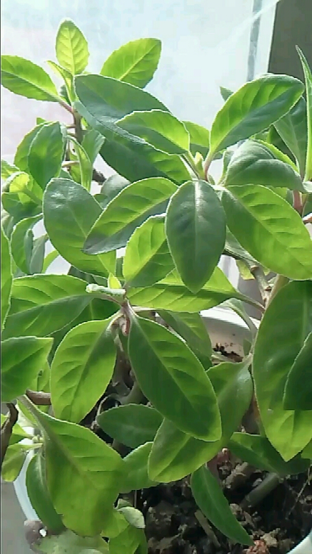 分享视频