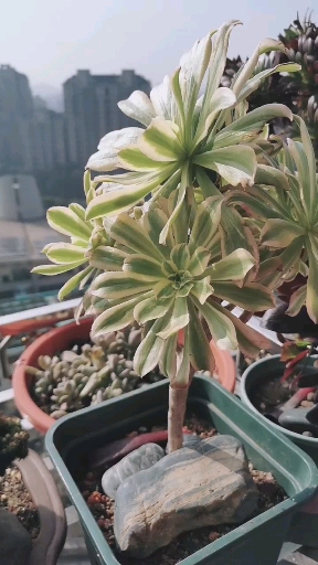 #为爱回家#艳日伞法师在阳光下
