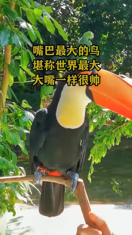 嘴巴最大的鸟,堪称世界最大,大嘴一样很衰,