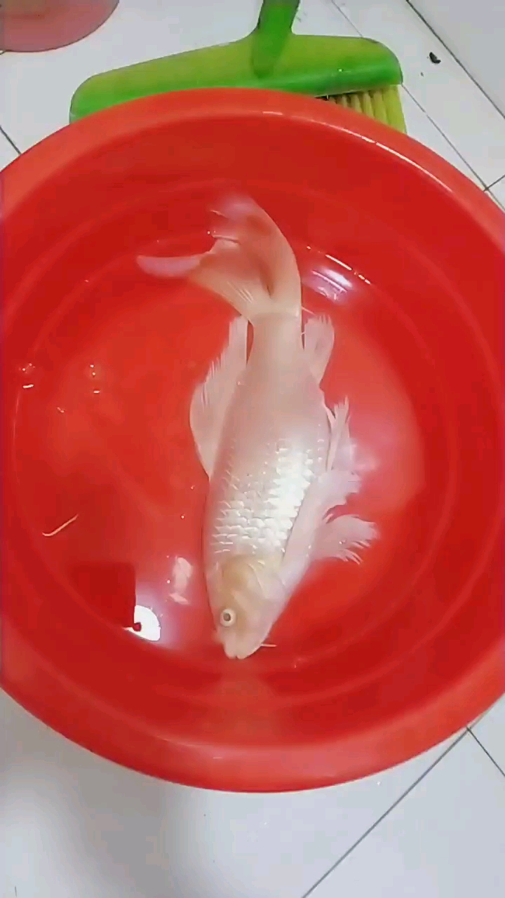 红烧还是清蒸?怎么吃!