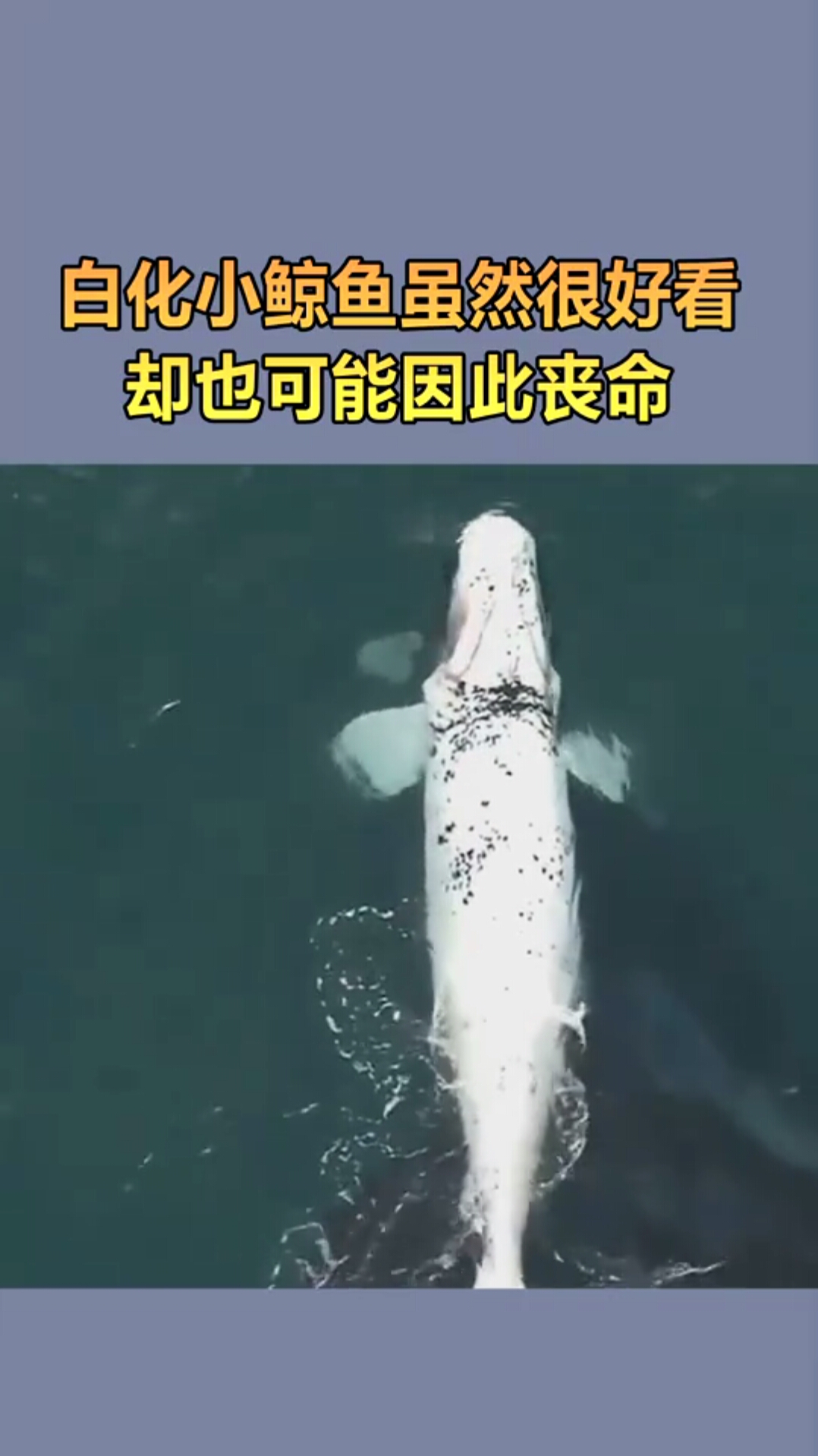 白化小鲸鱼虽然很好看,但这个颜色更容易被猎食者发现