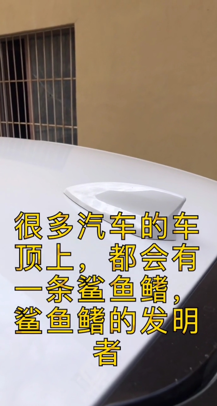 鲨鱼鳍