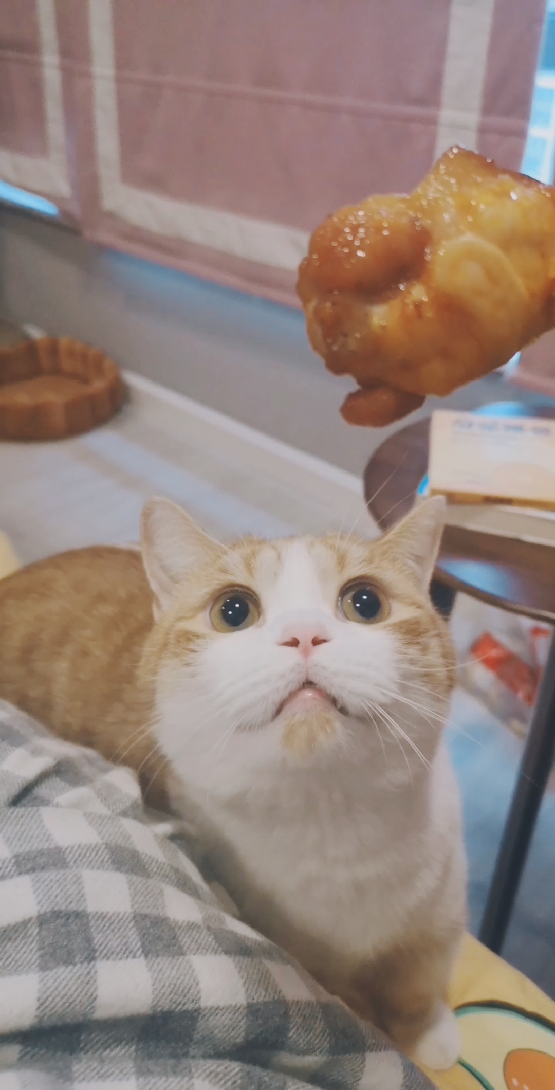 #我太难了#小猫咪是不能吃炸鸡的哦～