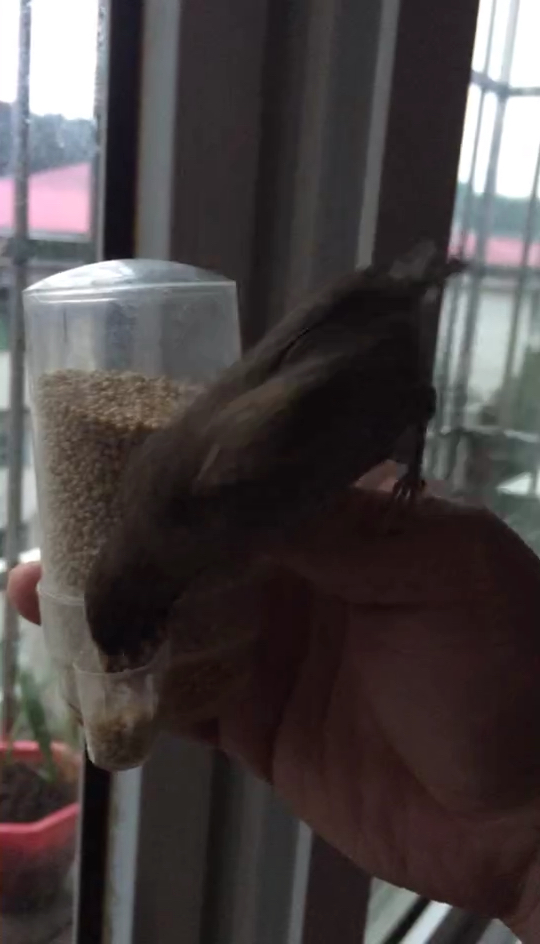 斑文鸟不怕不怕