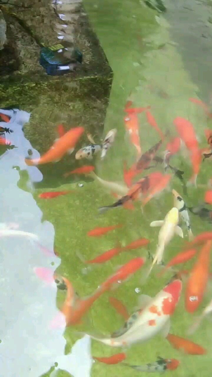 金鱼池