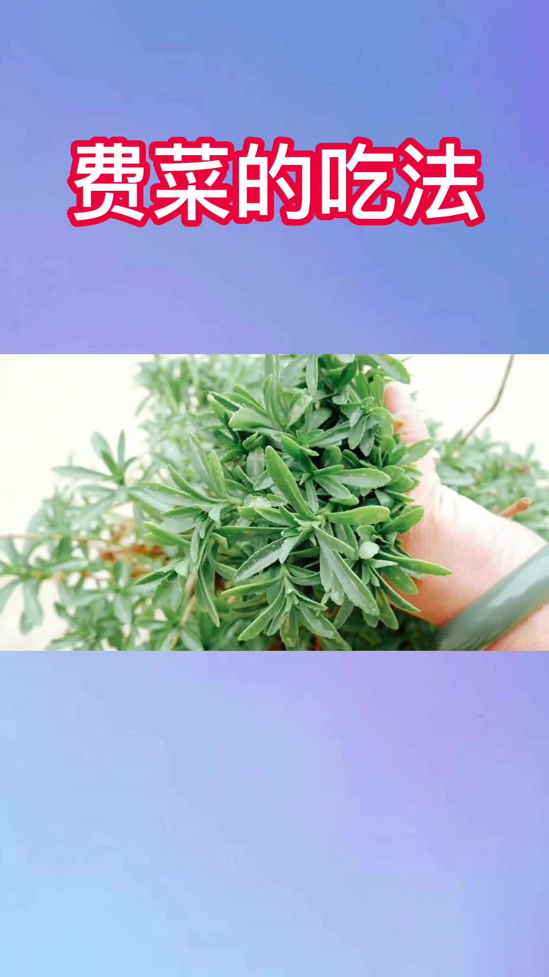 费菜的吃法,你清楚了吗