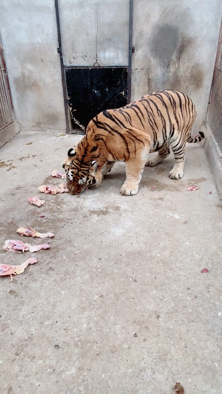 老虎吃肉