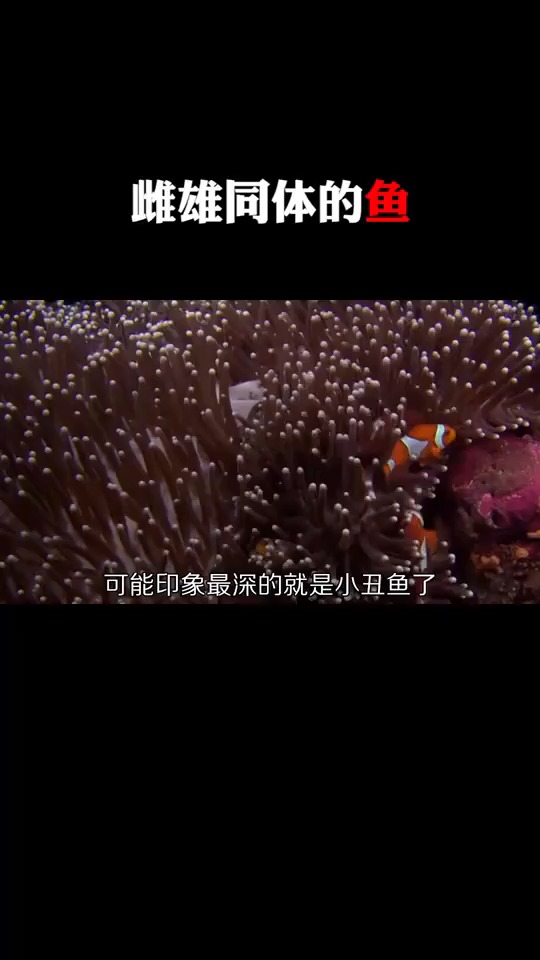 雌雄同体的小丑鱼