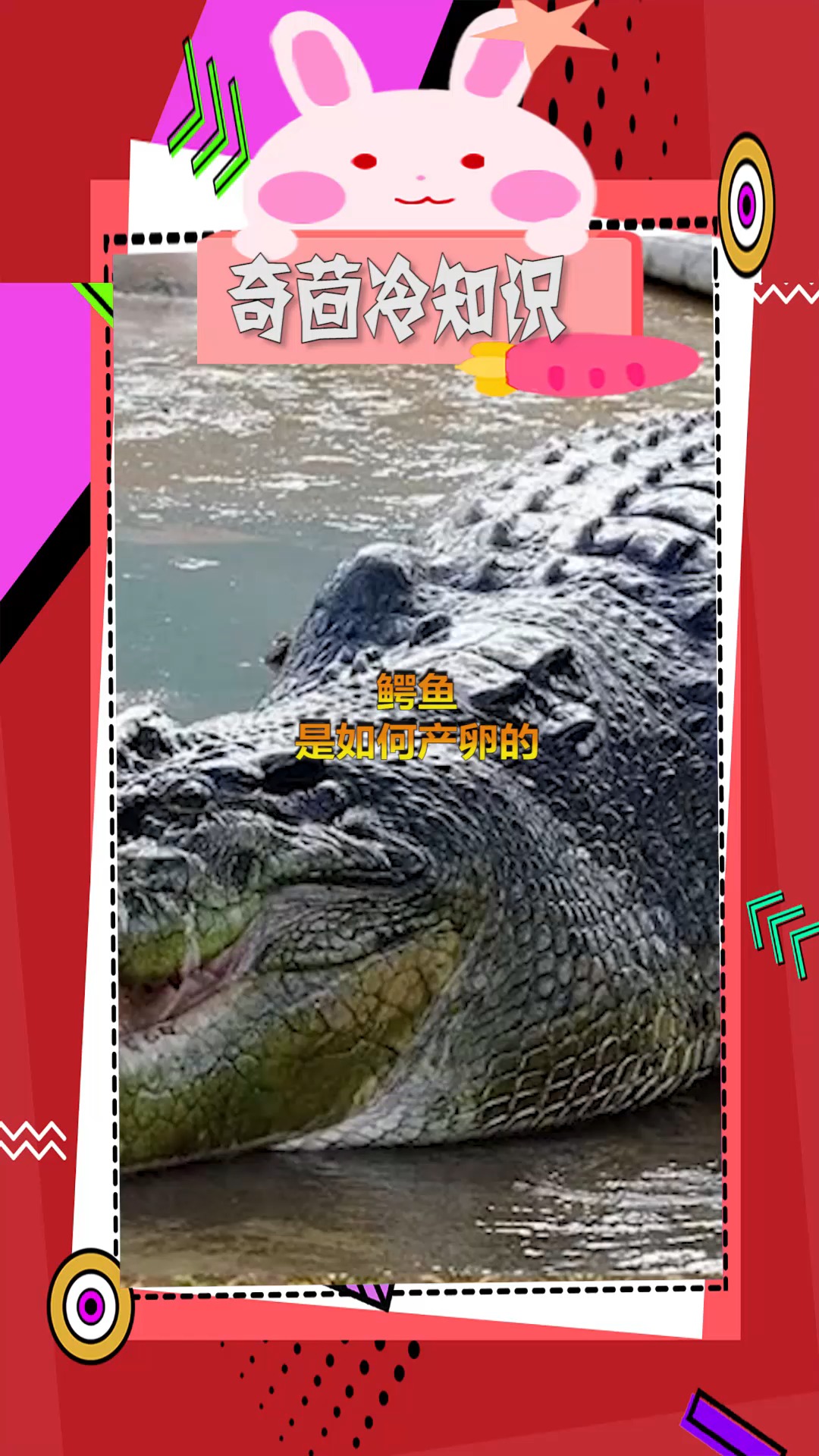 鳄鱼是如何产卵的,一起来看看吧