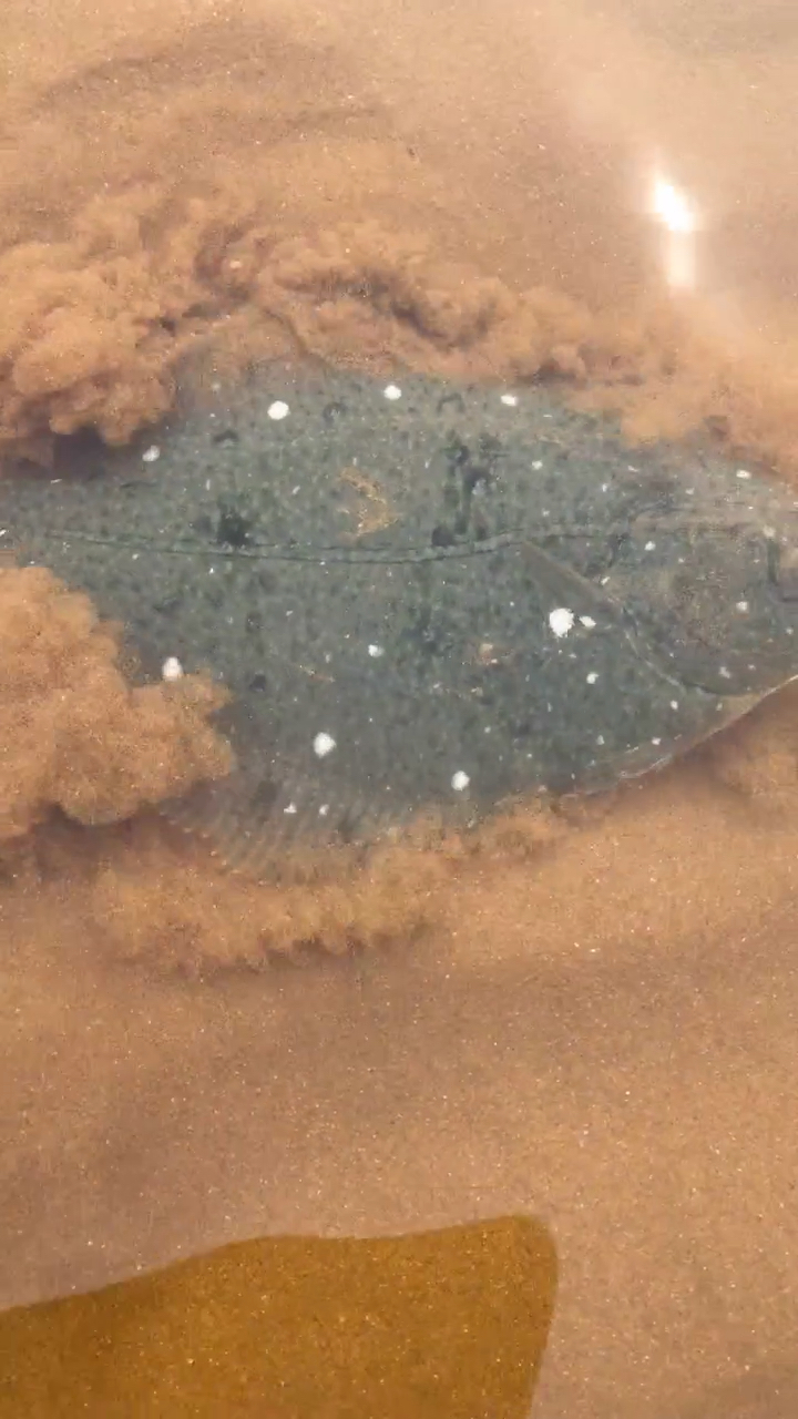 石夹子鱼卧沙一瞬间