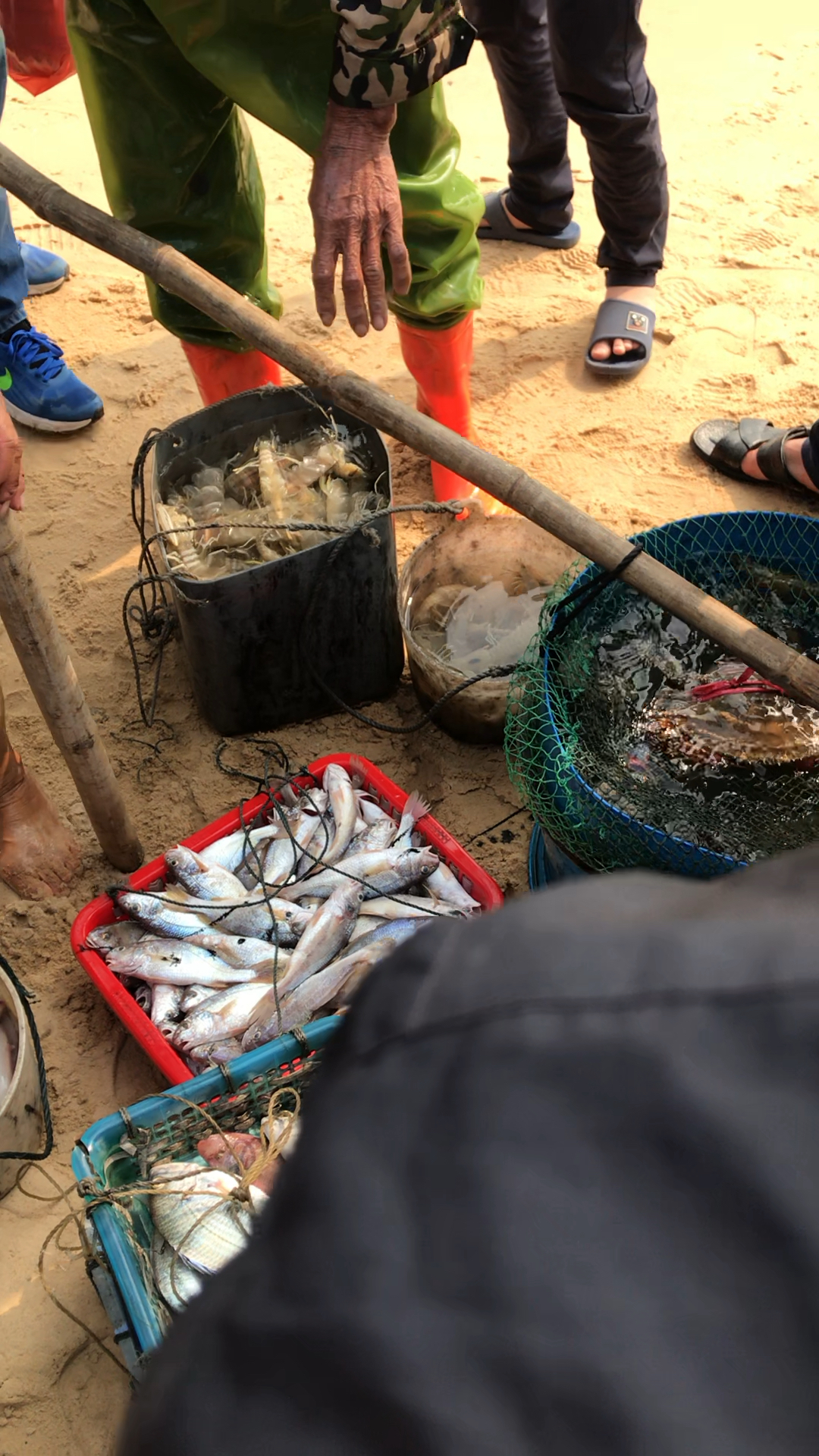 浅海鱼虾蟹
