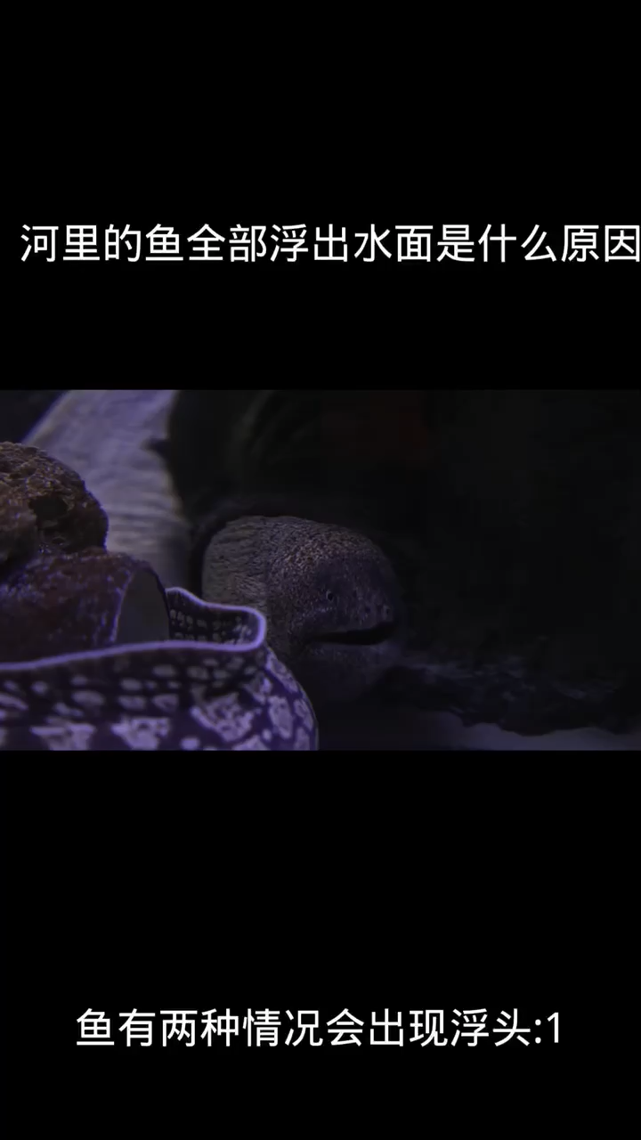 河里的鱼全部浮出水面是什么原因