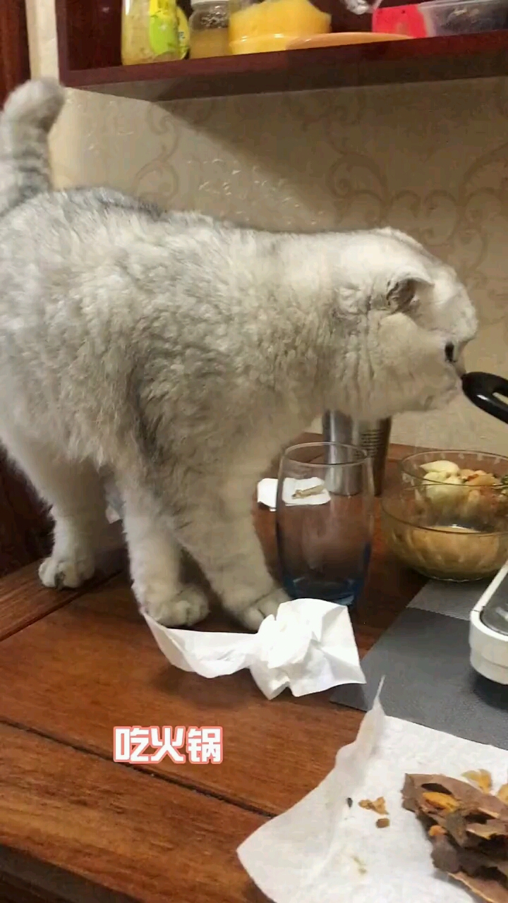 猫吃丸子章鱼丸真好吃啊