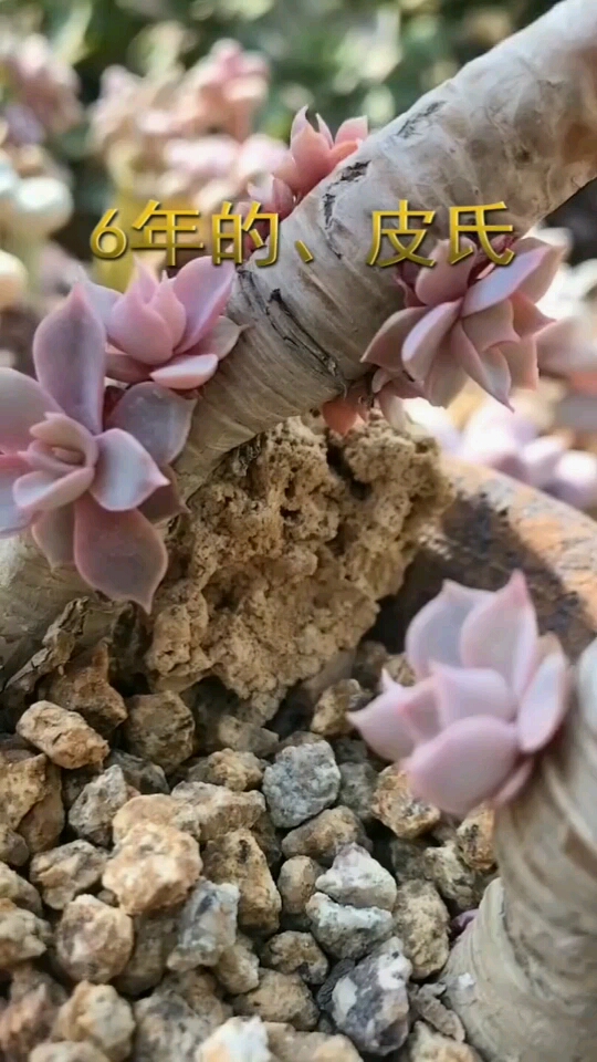  多肉植物:6年的皮氏