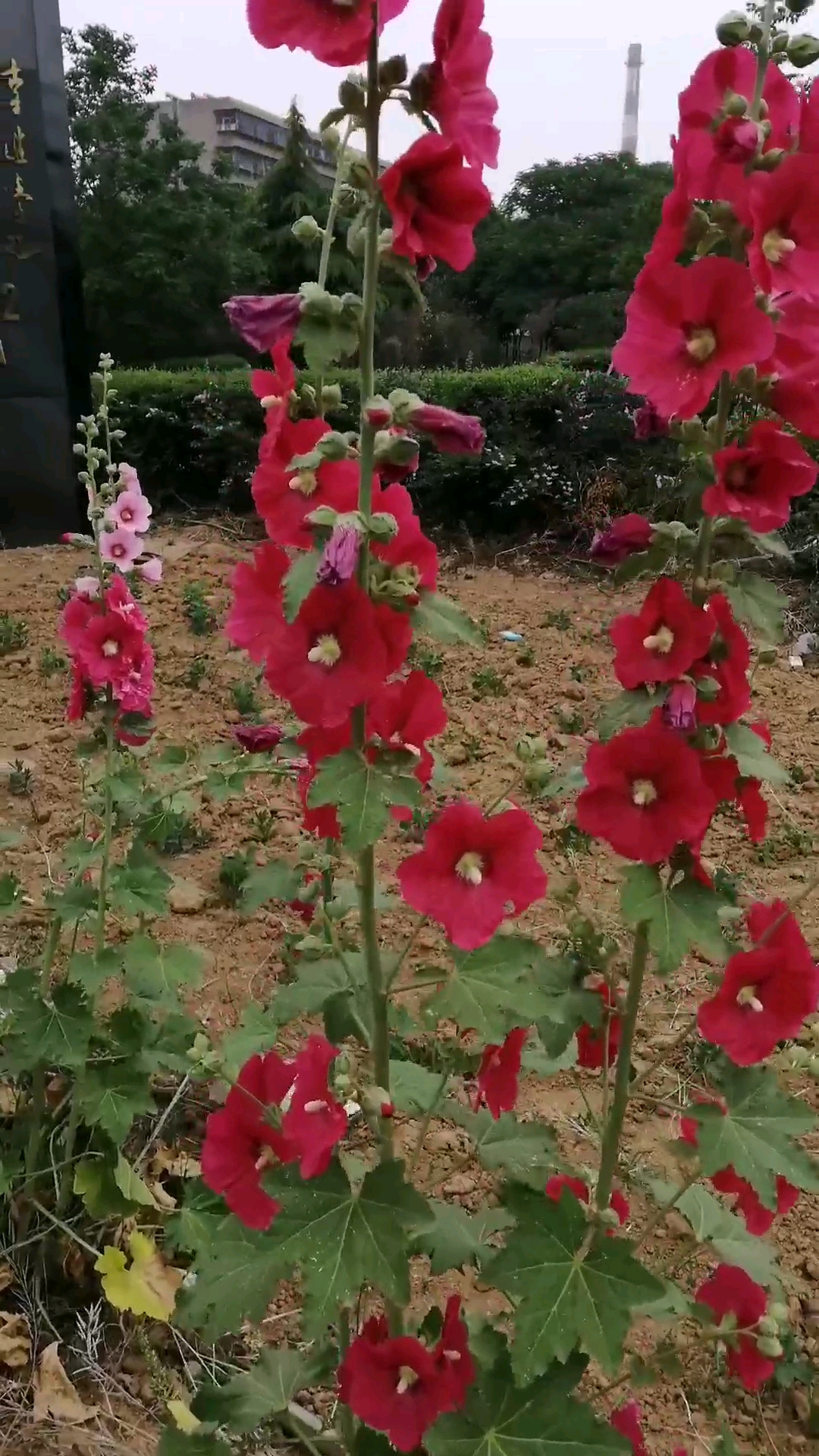 烧饼花,学名蜀葵有很高的药用价值