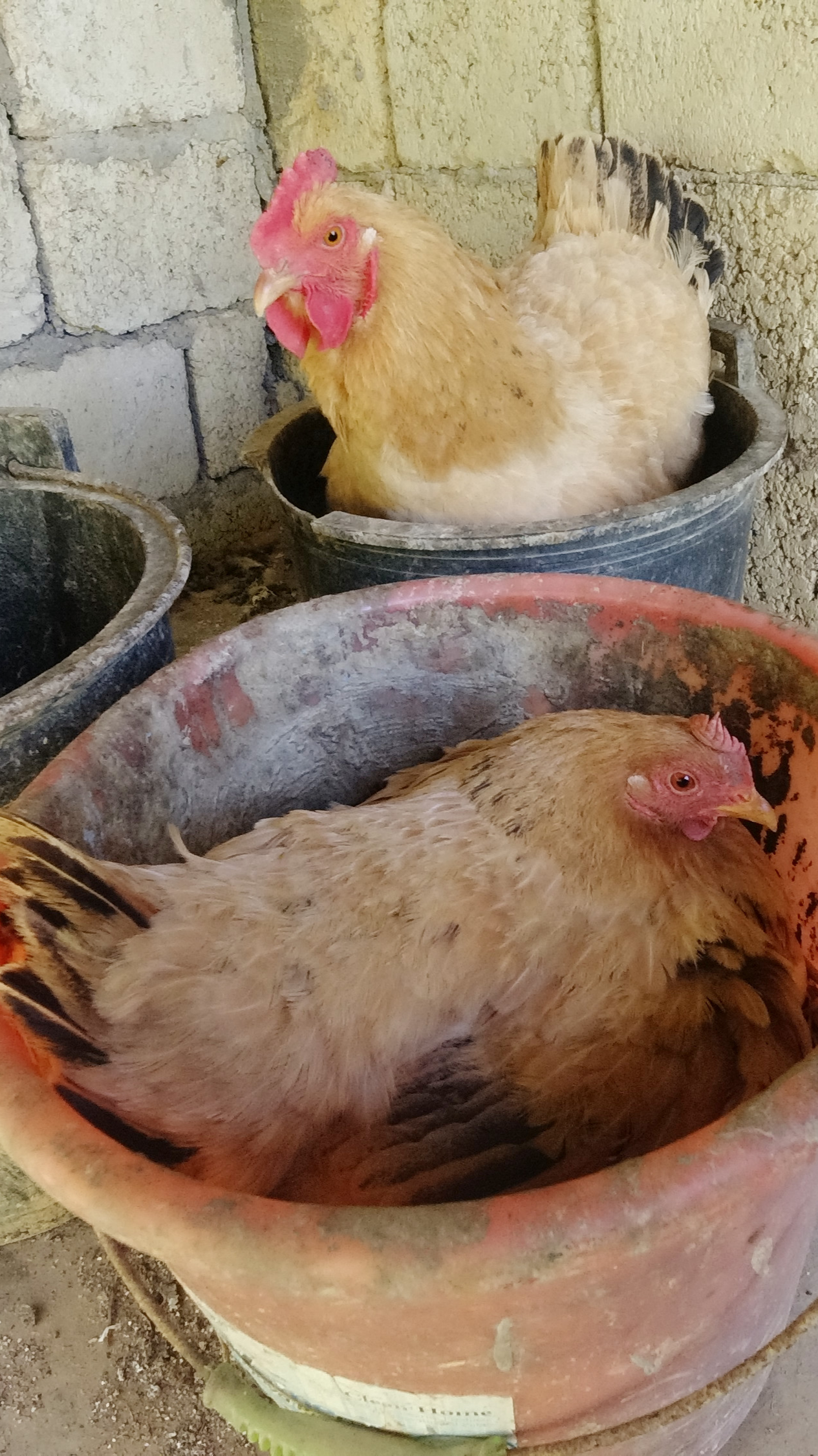 #农业养殖#鸡蛋就能分出公母,看看小伙如何分辨的,长见识了!