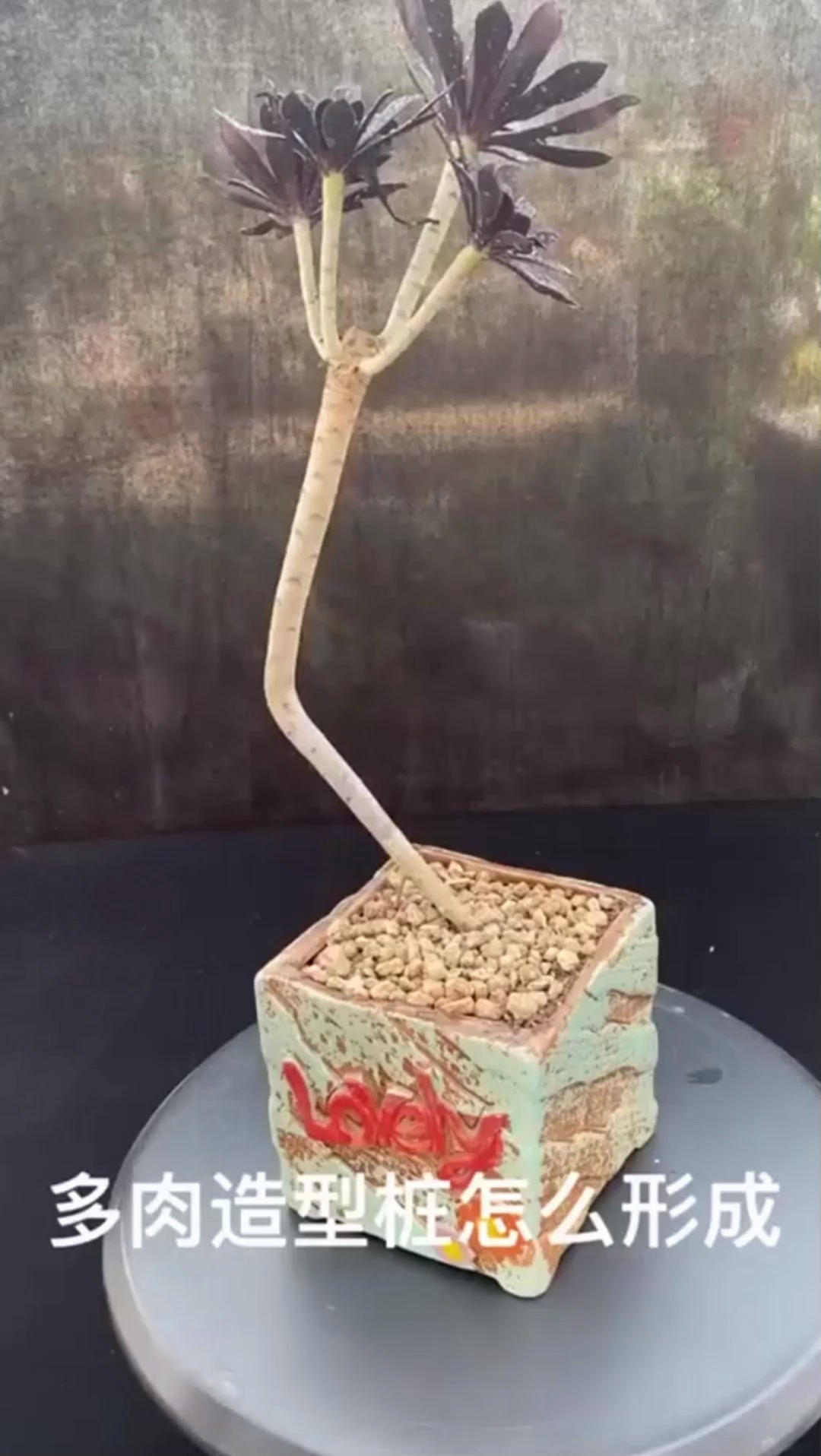 多肉 #昆明 多肉老桩怎么养?