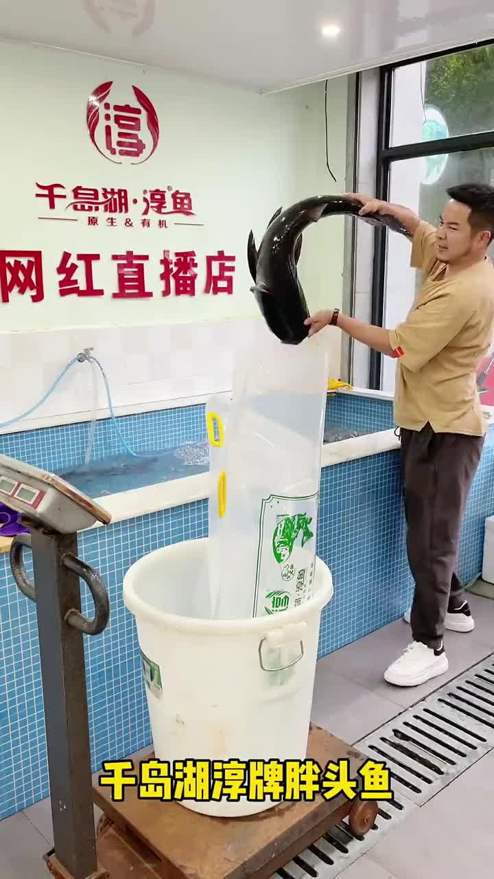 淳鱼,一条有灵魂的胖头鱼,一条可以坐飞机的胖头鱼