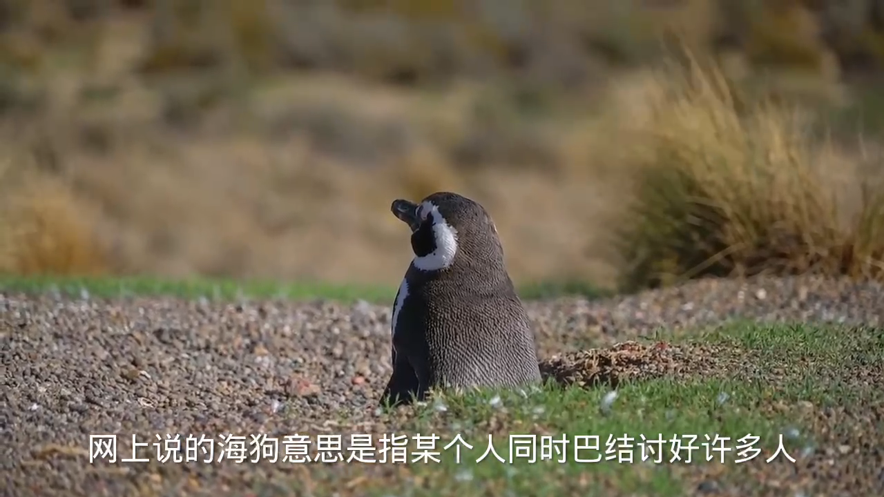 网上说的海狗是什么意思