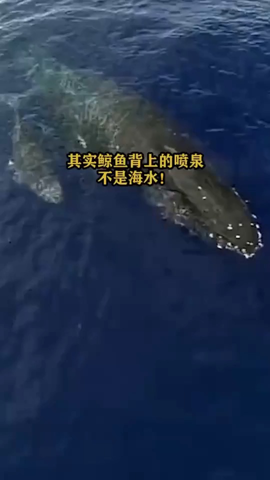其实鲸鱼背上的喷泉不是海水