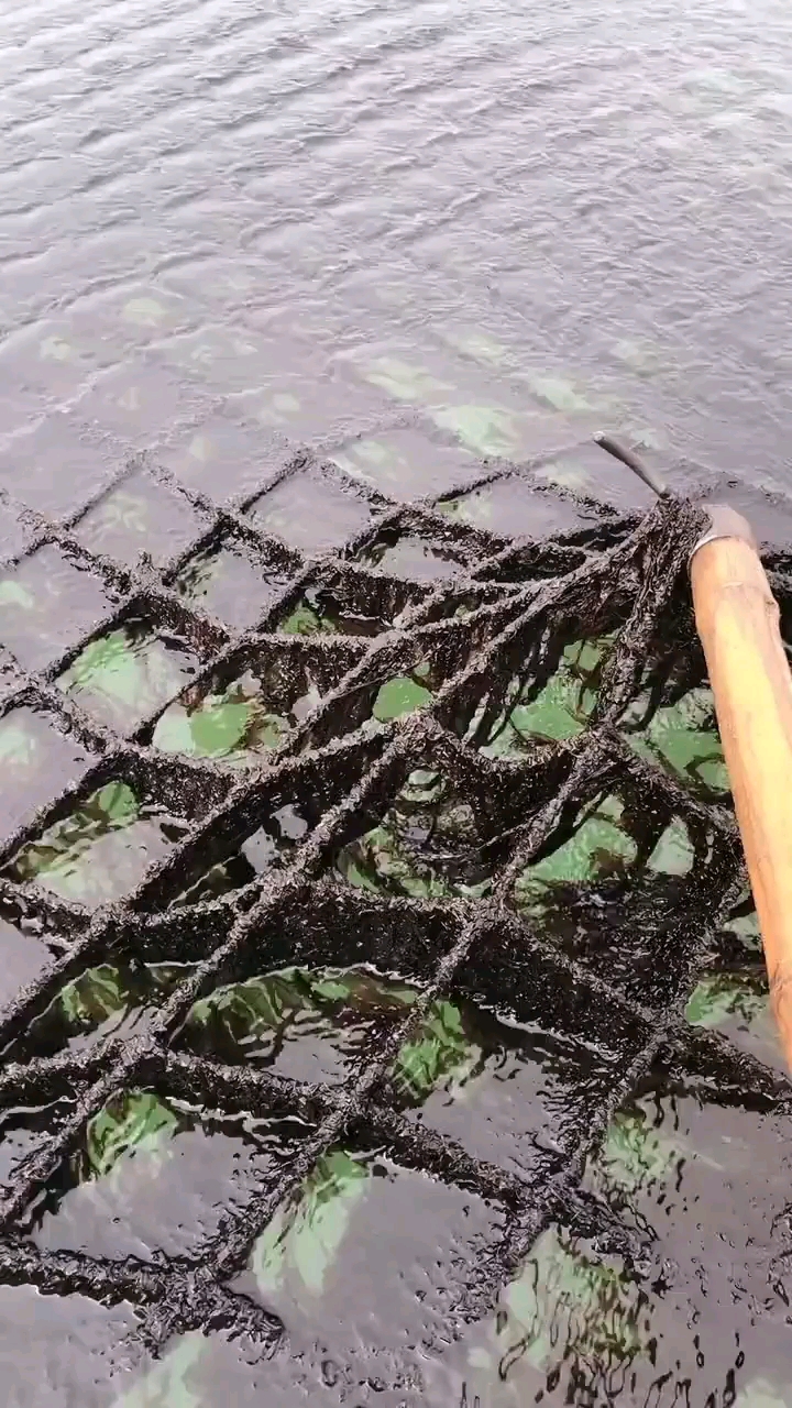 #国货也很潮#生长在海里的紫菜啊，第一次见涨见识了。