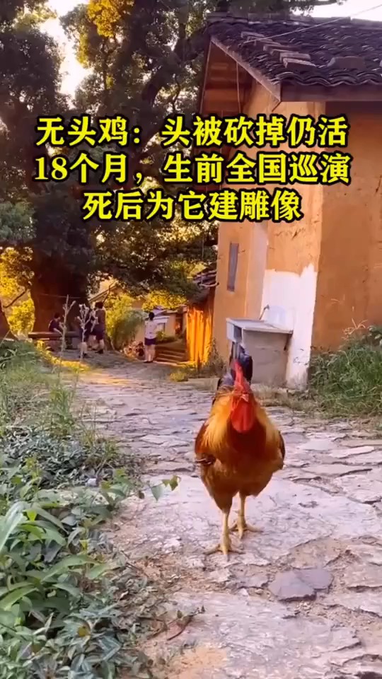 无头鸡:头被砍掉仍活个月,生前全国巡演,死后为它建雕像