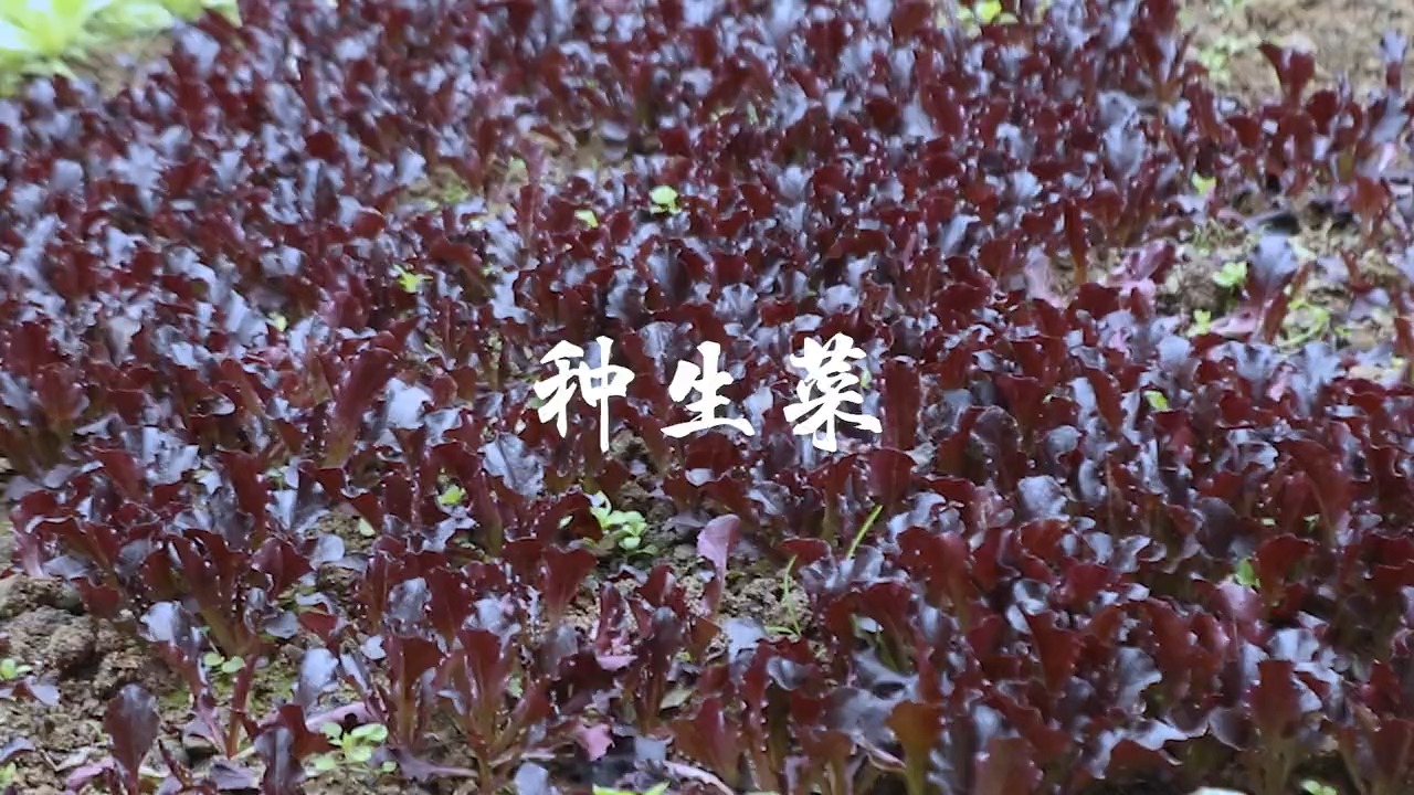 #乡村生活#种紫叶生菜和红叶生菜的这个过程