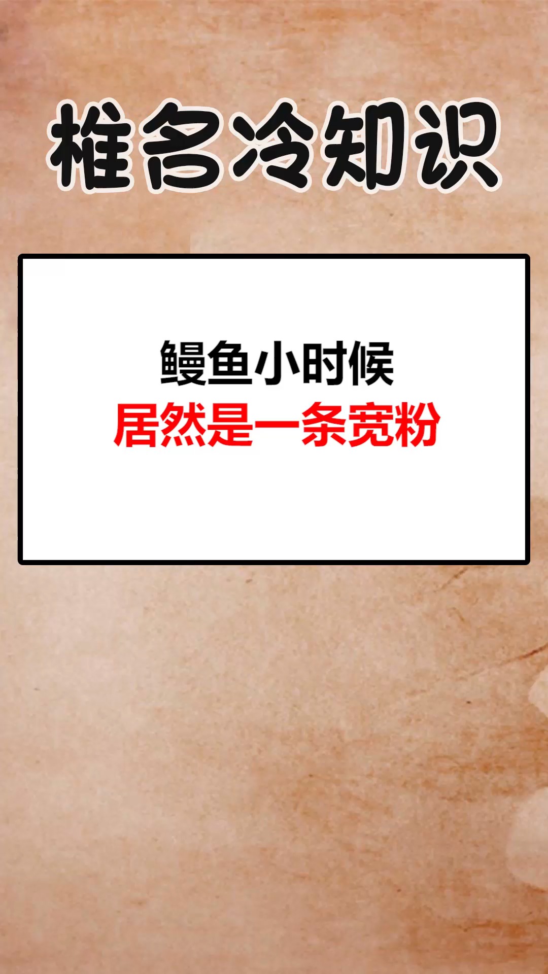 #我要上热门#原来鳗鱼小时候长这样