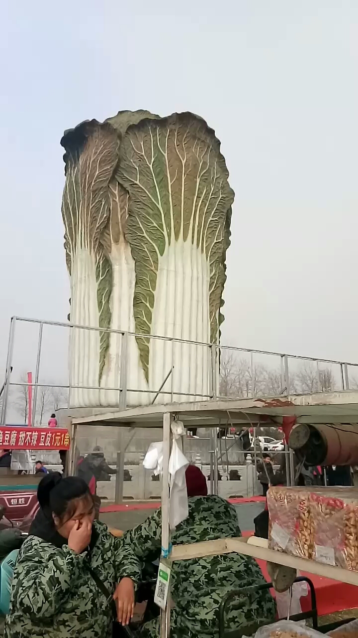 肥乡三里河大白菜