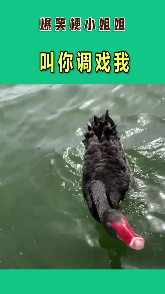 鹅丑小鸭也配和我说话