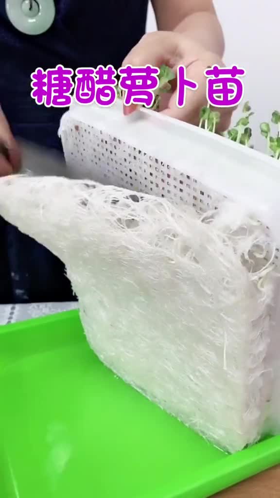 最简单的开胃小凉菜,糖醋萝卜苗,也是只用自来水种植,7天就可以吃啦!为山东美食打call