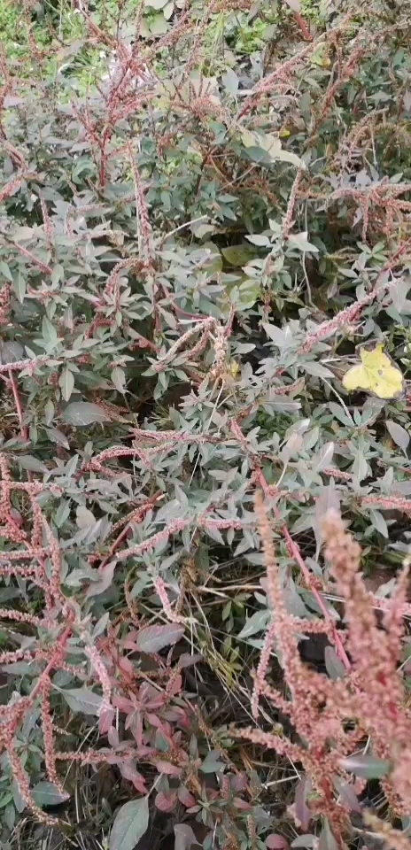 #农村的野菜野草#刺苋菜(刺苋)/功效与作用  抗菌消炎、凉血止血、解毒消肿