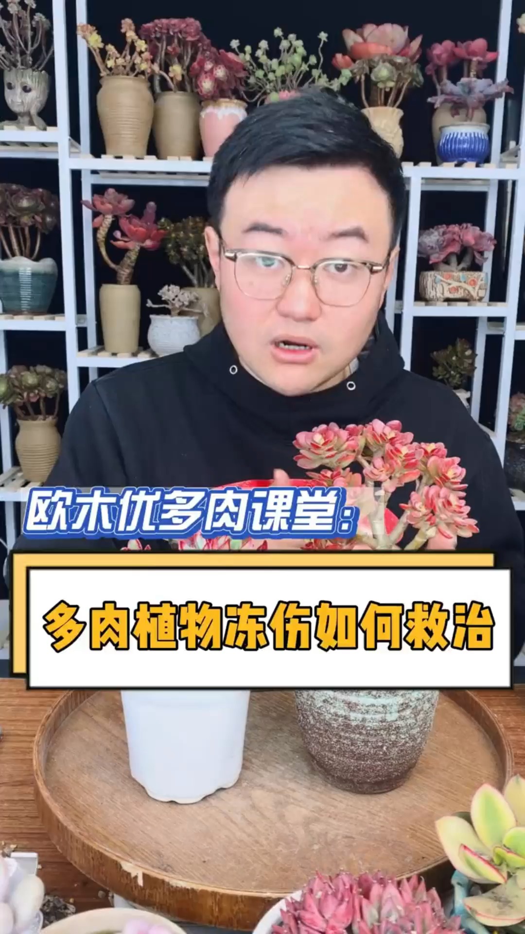 #多肉植物#多肉冻伤了不要丢,这几种情况还能给它救活,这个视频教会你如何救治冻伤多肉!