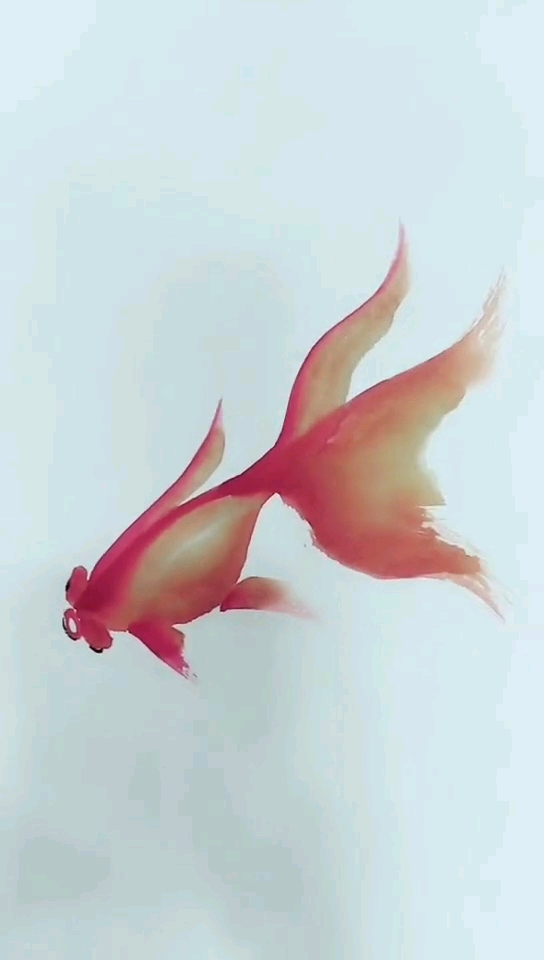 #这是高手#今天画一只金鱼,金鱼寓意【金玉满堂,年年有余】祝大家财源广进,节日快乐!
