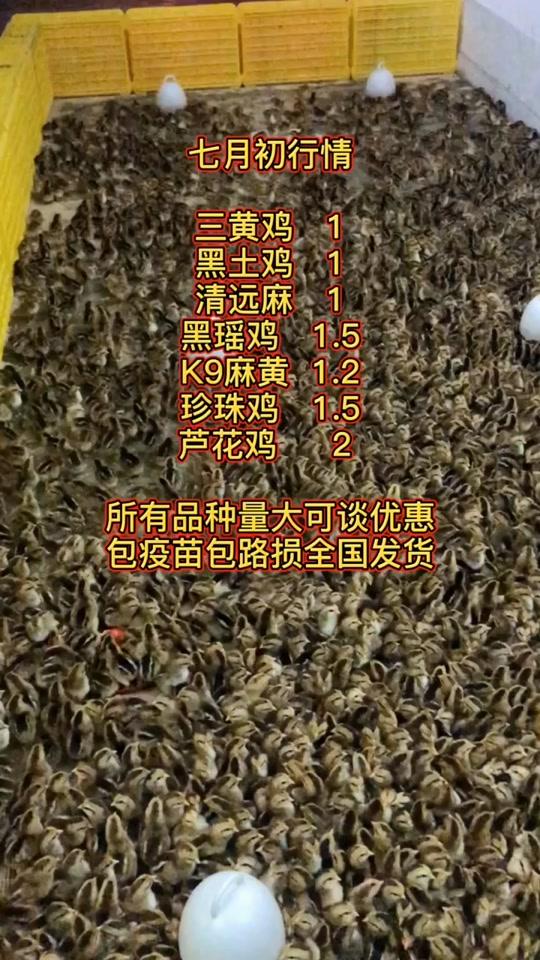 孵化场每天出壳十万羽苗子,卖不完不想倒去喂鱼,有养户带走它们吗?#鸡苗 #热门 #养鸡