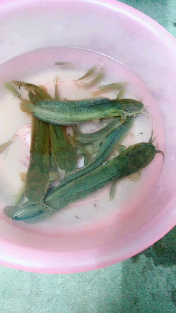 小鱼