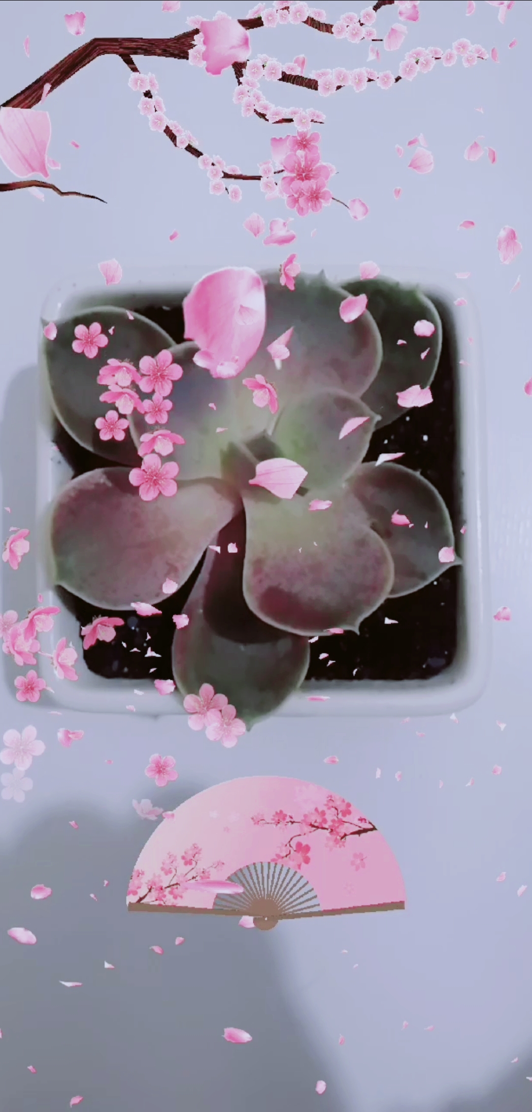 #我的小花园#多肉植物一定要注意水份