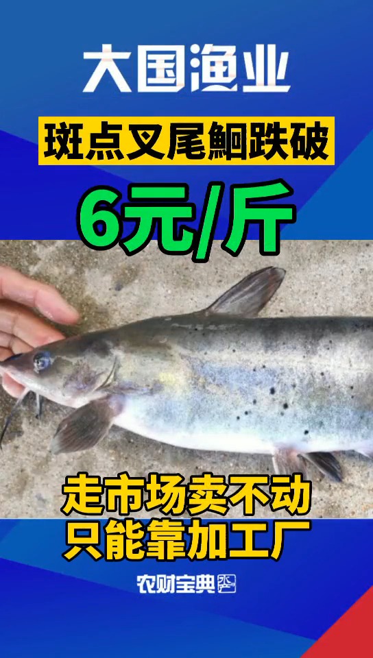 #娱乐#全线跌破6元斤!这条鱼怎么了
