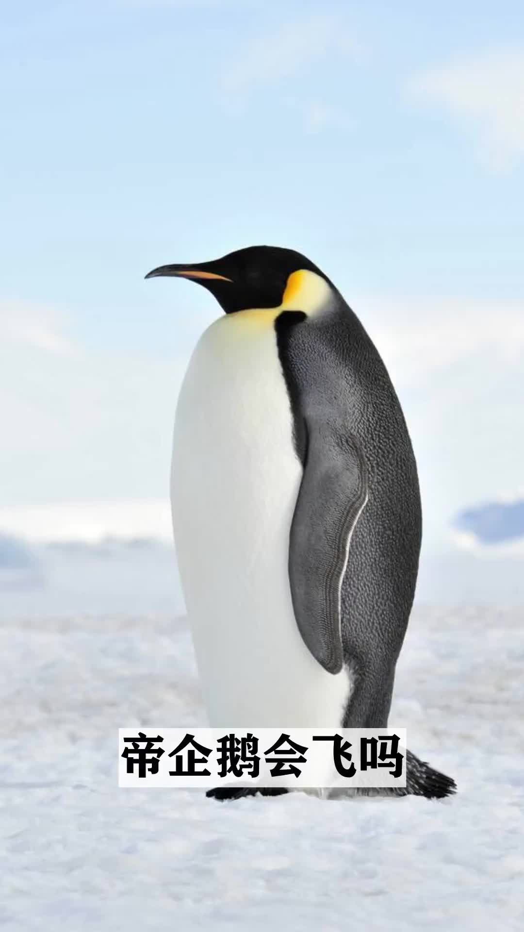 帝企鹅会飞吗