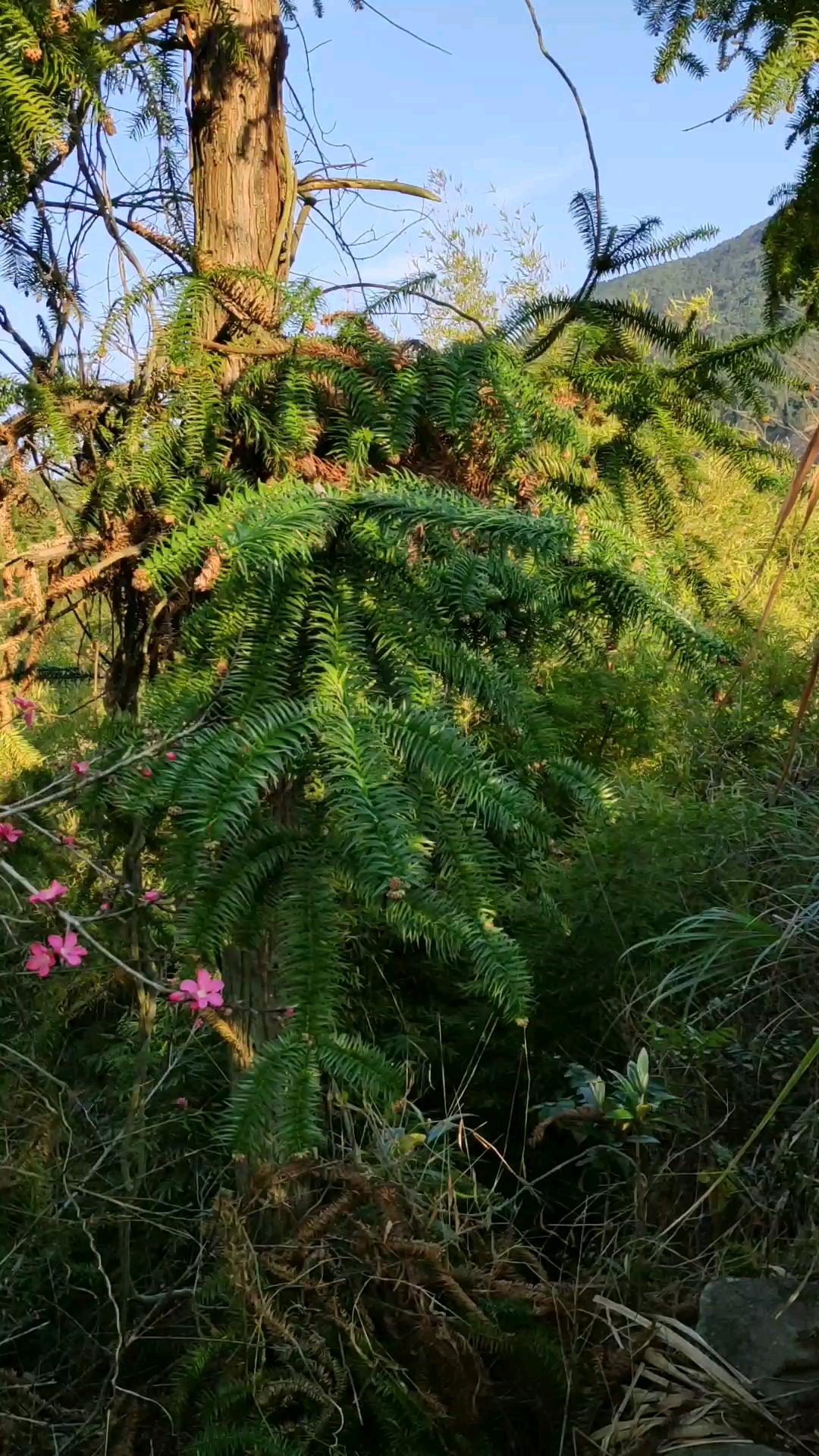 山里的野生桃花开了。