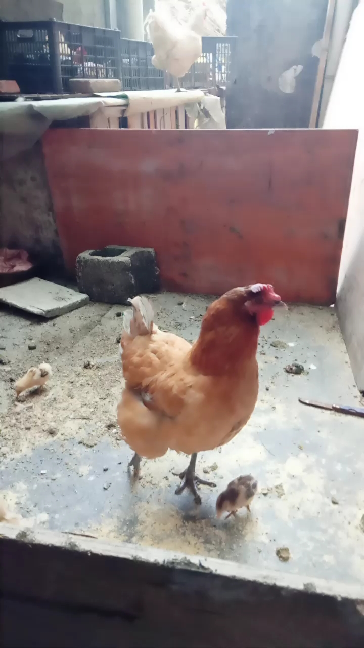 鸡娃娃