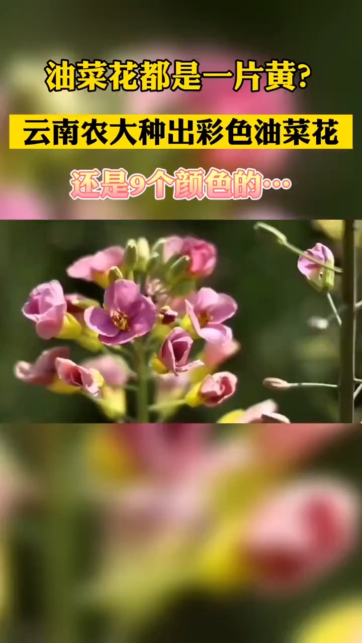 油菜花都是一片黄?云南农大种出彩色油菜花,还是9个颜色的…