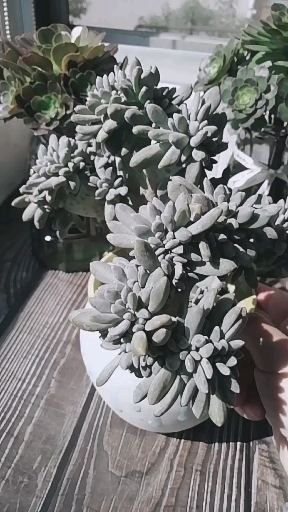 #音为有你#糖果美人缀化