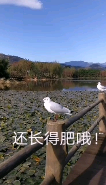 #旅游进行时#西昌邛海湿地海鸥能与人和谐相处,它们不怎么怕人,在这儿生活得自在逍遥。朋友来