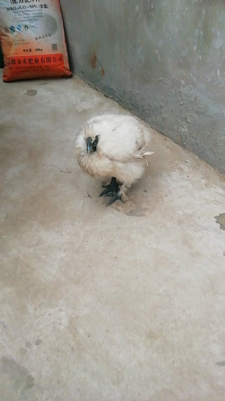 这是什么品种的鸡喜欢的点个赞