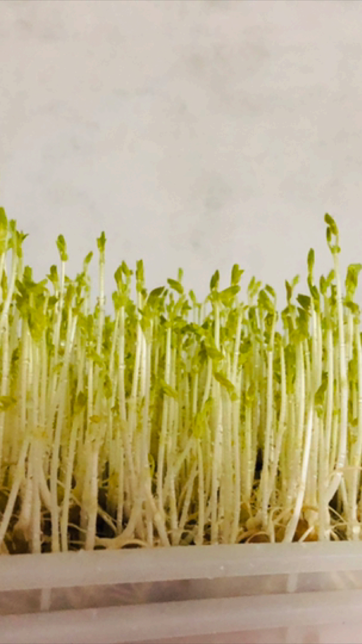 黑豆芽苗菜,继续生长中