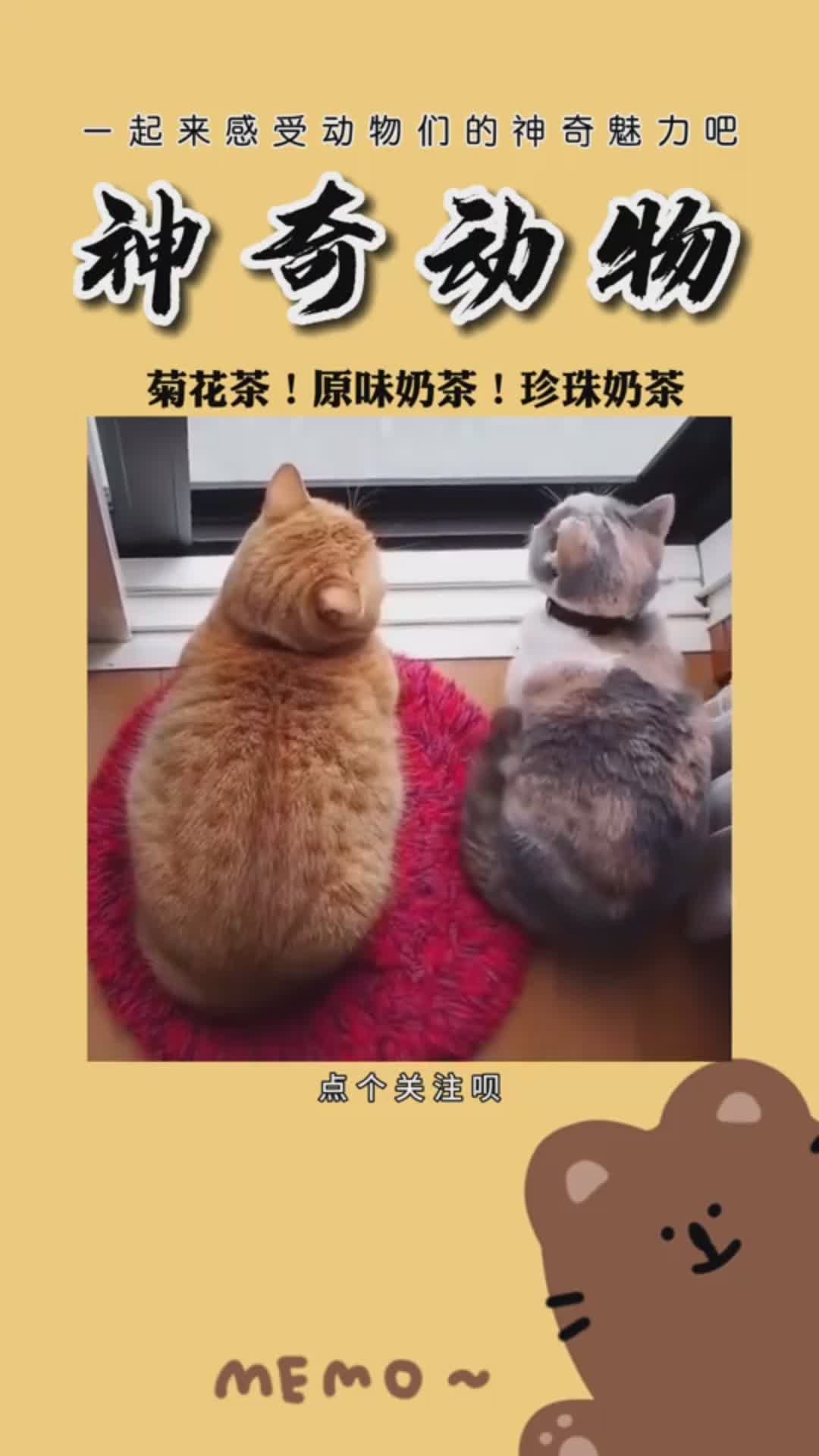 #神奇动物在这里#菊花茶原文奶茶珍珠奶茶