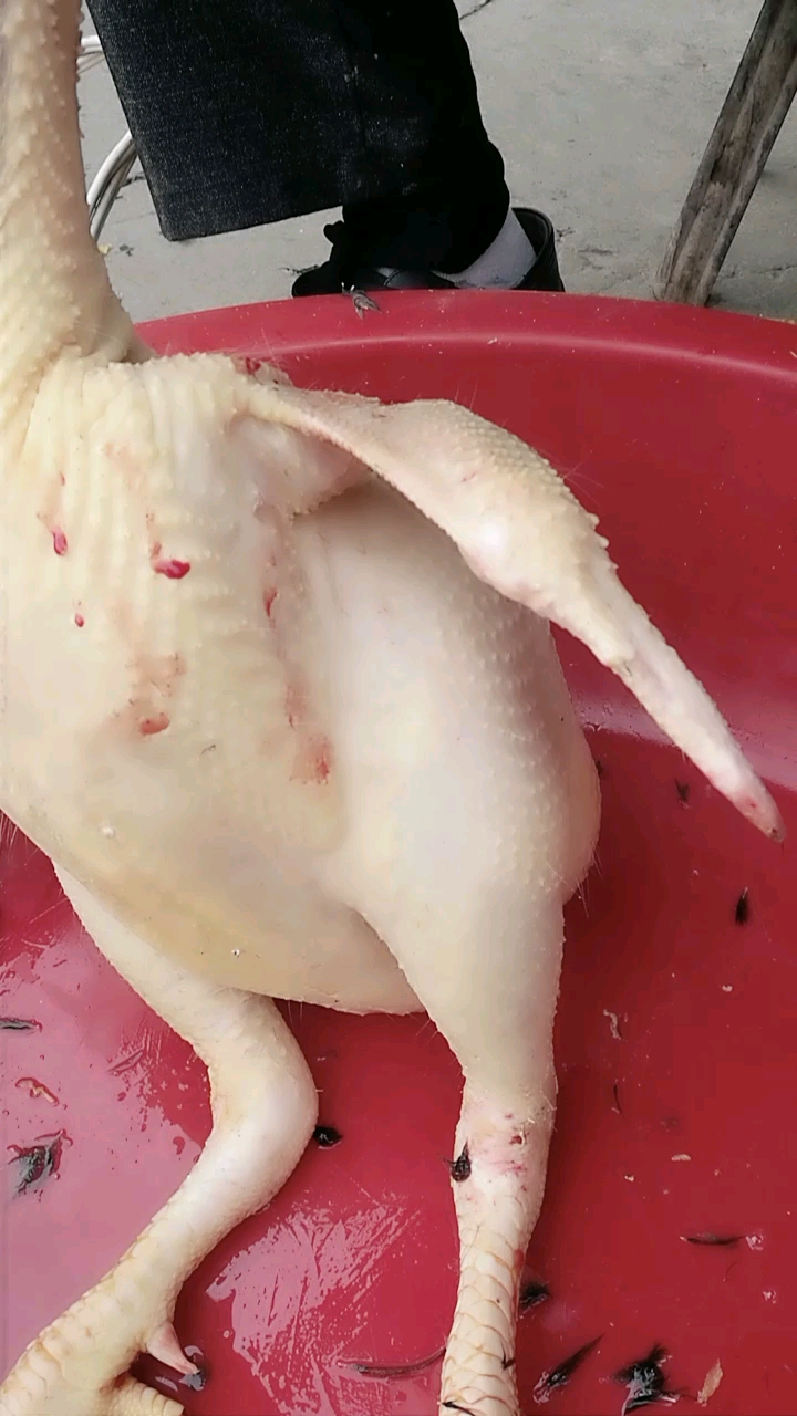 大公鸡十几斤