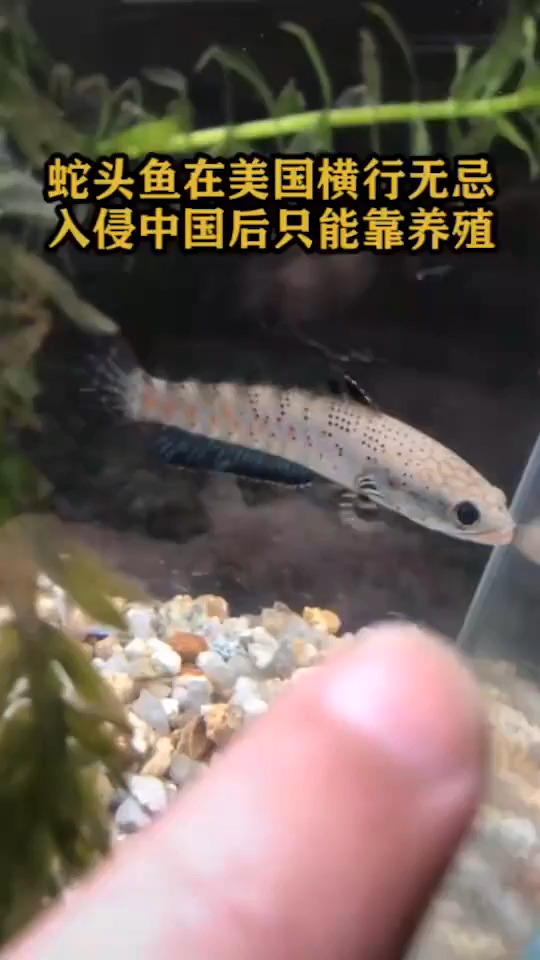 蛇头鱼在美国横行无忌,入侵zhong过后只能靠养殖